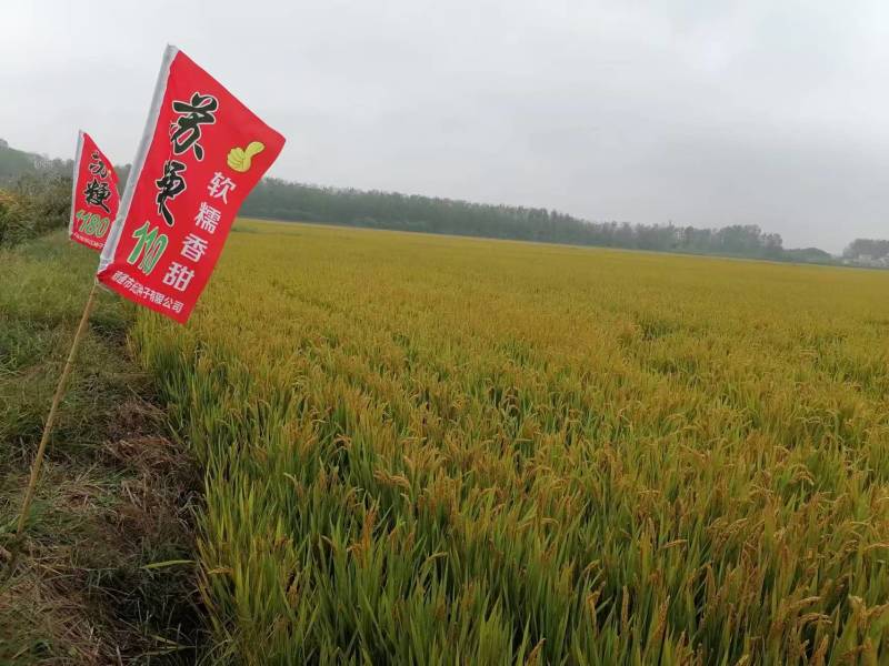 富硒大米软香粳米大量现货，量大价优，可视频看货欢迎电联