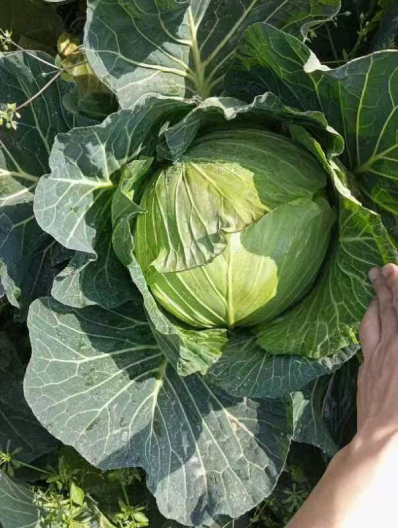莲花白300亩基地直发