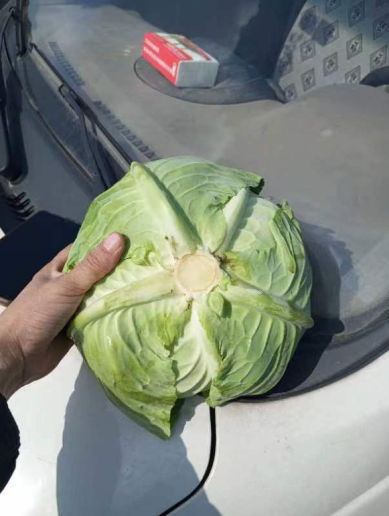 莲花白300亩基地直发