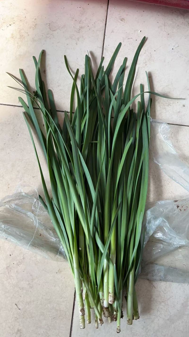 春季头刀韭菜，精品韭菜。需要老板提前联系，烟卷粗的韭菜。