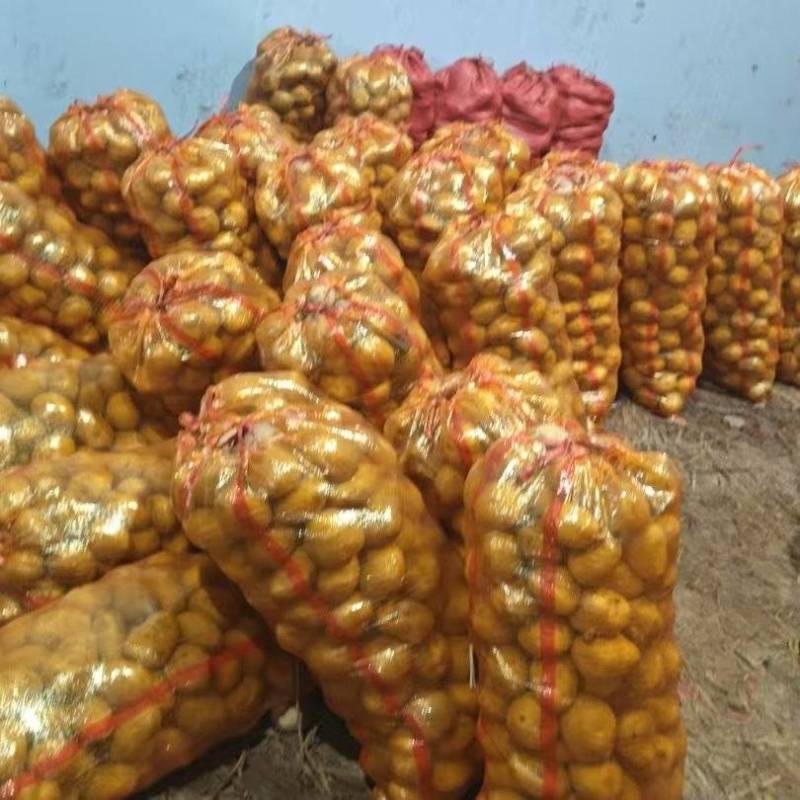 精品土豆中货2至4两大量供应，物美价廉，可以用来种