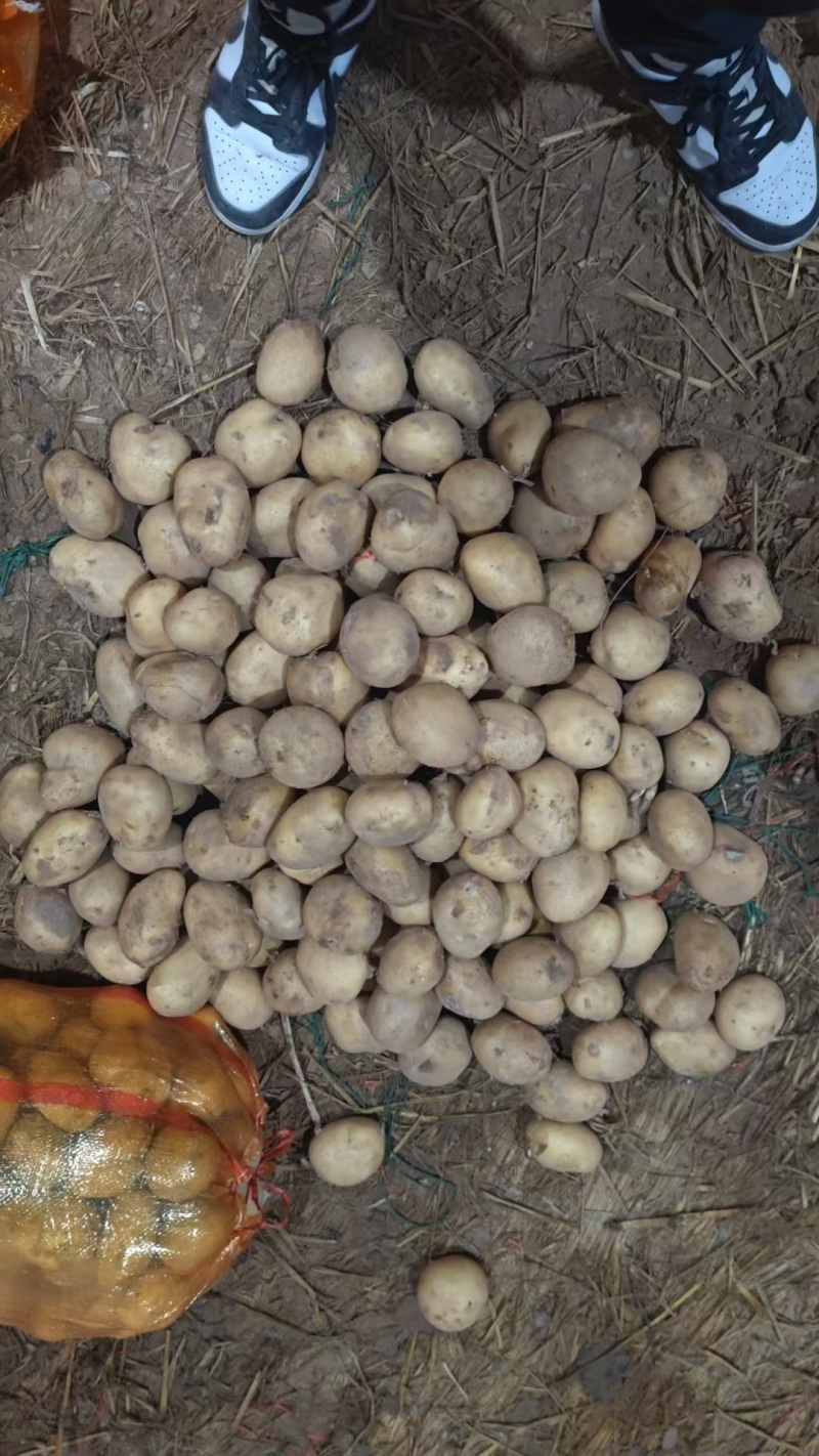 精品土豆中货2至4两大量供应，物美价廉，可以用来种
