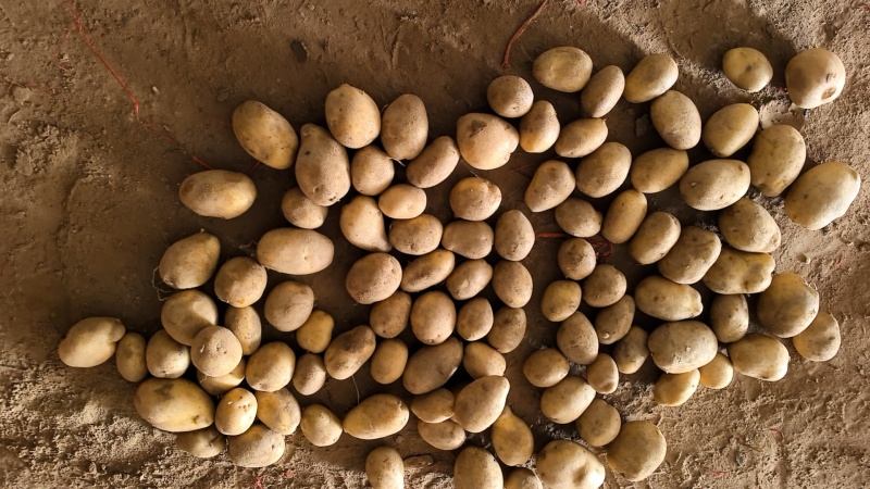 精品土豆中货2至4两大量供应，物美价廉，可以用来种