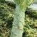 安徽精品莴笋大量上市，保质保量，一条龙服务