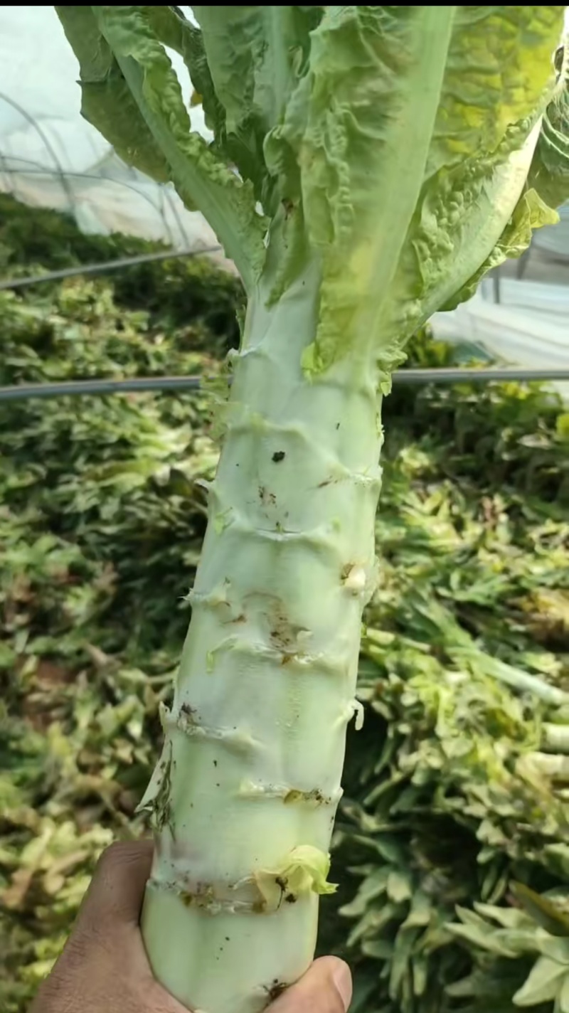 安徽精品莴笋大量上市，保质保量，一条龙服务