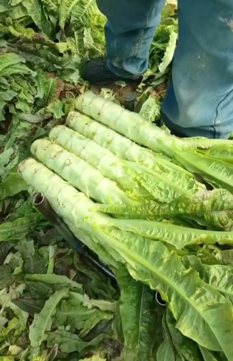 安徽精品莴笋大量上市，保质保量，一条龙服务