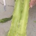 安徽精品莴笋大量上市，保质保量，一条龙服务