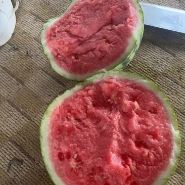【推荐】精品雷州无籽美都西瓜产地直发品质保障可视频看货