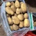 精品特大箱装土豆大量供应中，物美价廉，接受各种包装