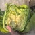 安徽精品包菜大量上市，保质保量，对接各大市场、商超。