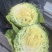 安徽精品包菜大量上市，保质保量，对接各大市场、商超。