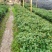 桂花球福建省龙岩市漳平市永福镇批发基地
