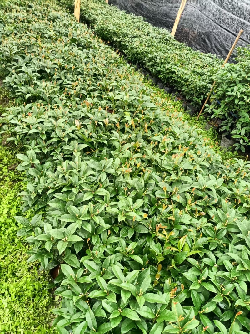 桂花球福建省龙岩市漳平市永福镇批发基地