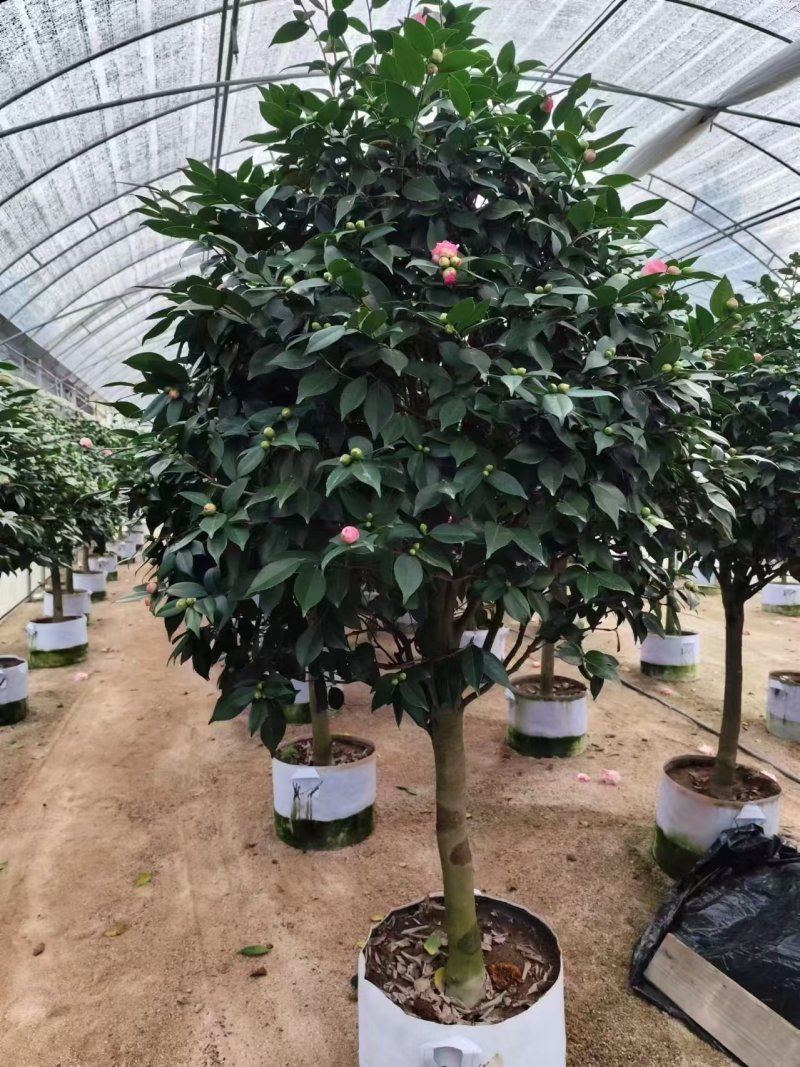 高杆香妃茶花基地直发