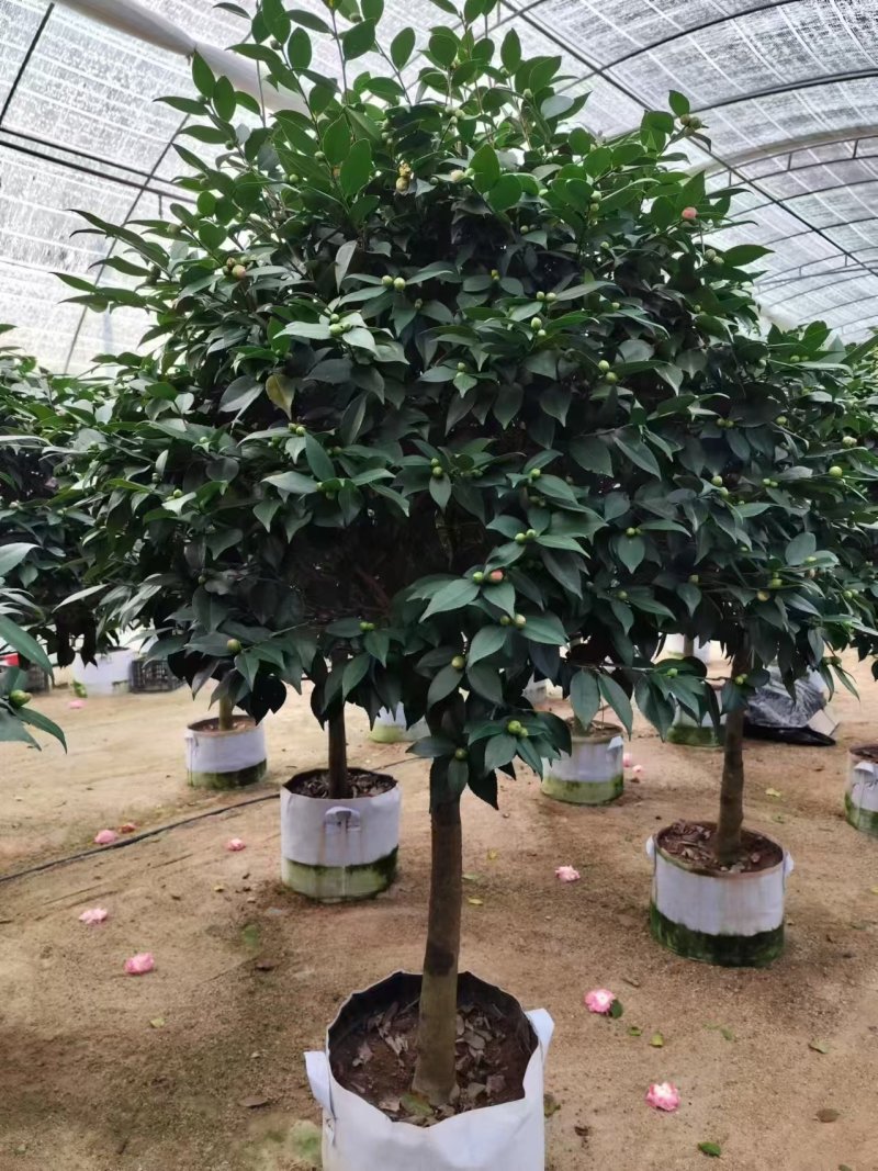 高杆香妃茶花基地直发