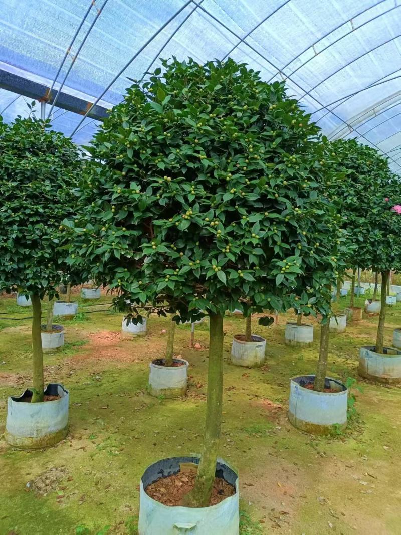 高杆香妃茶花基地直发