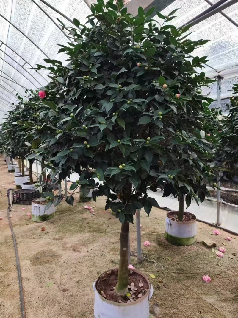 高杆香妃茶花基地直发
