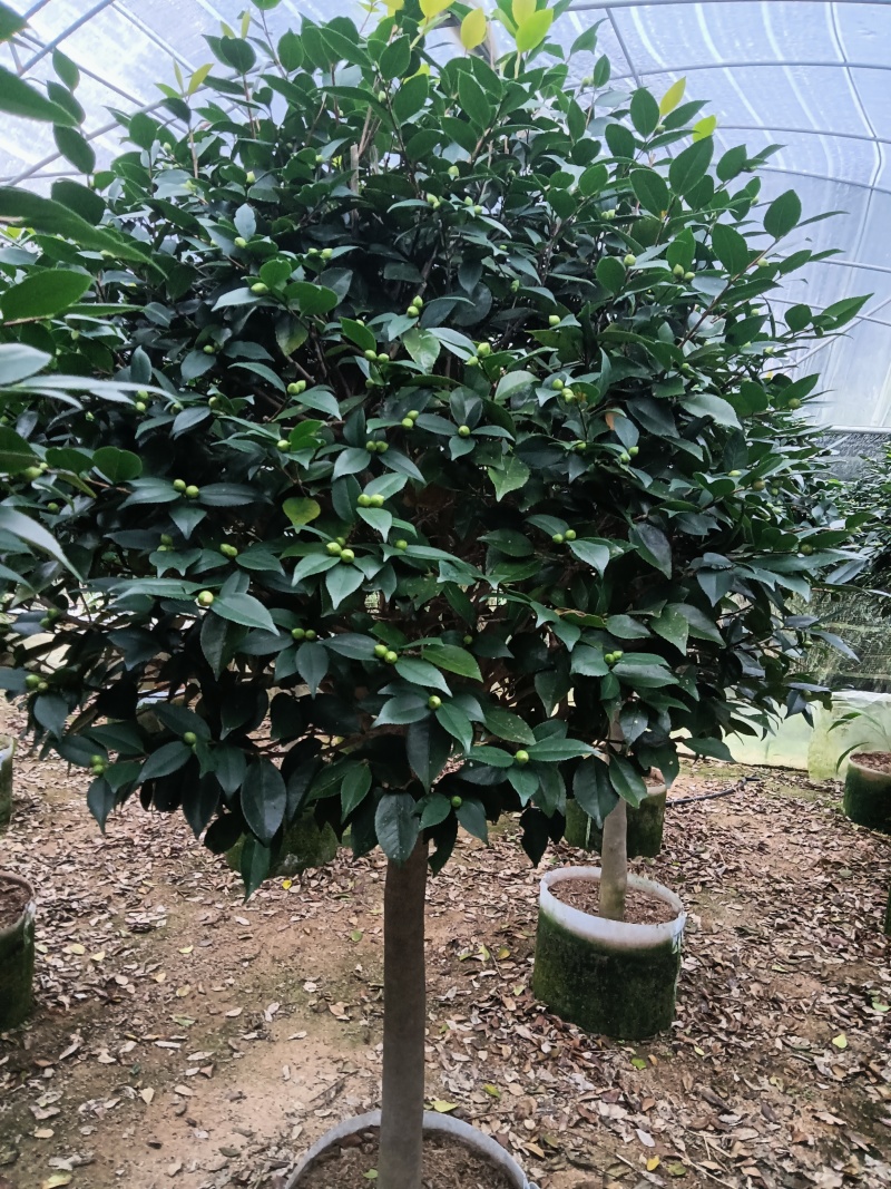 高杆香妃茶花基地直发