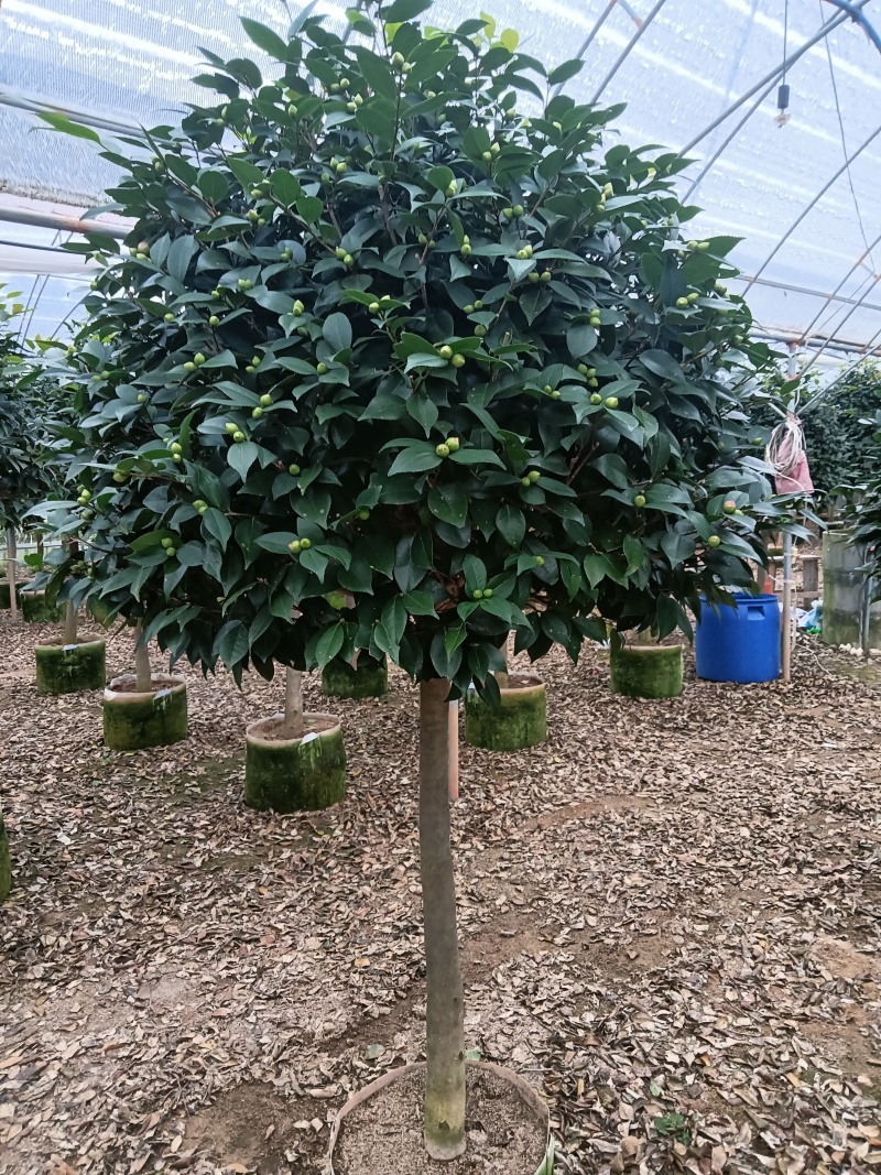 高杆香妃茶花基地直发