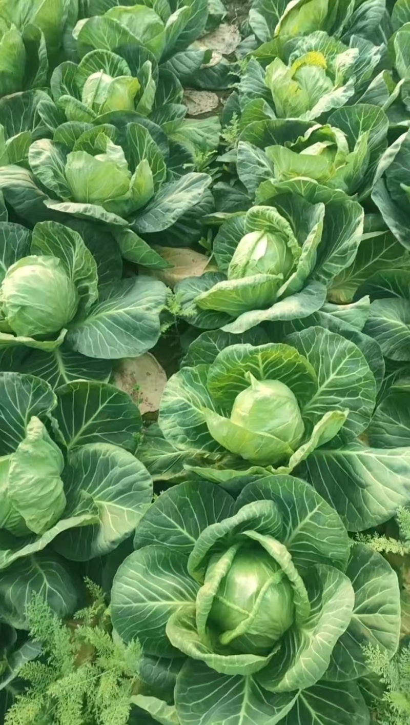 安徽精品包菜，品质保证，一手货源，一条龙服务。
