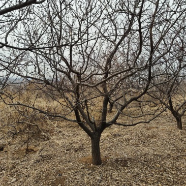 《杏树》山东基地直发成活率高提供技术指导对接全国
