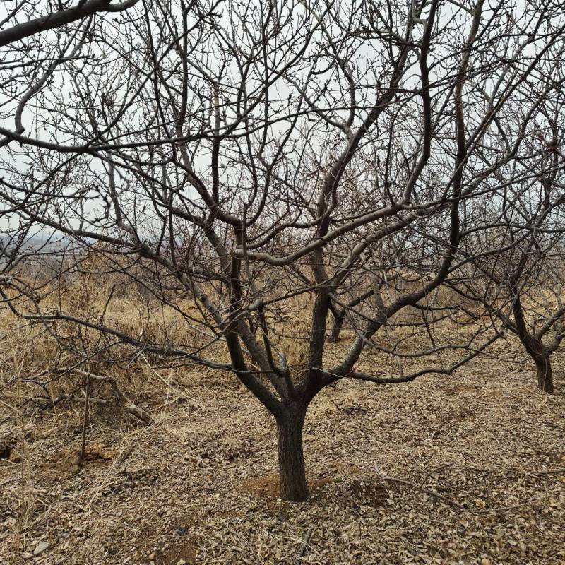 《杏树》山东基地直发成活率高提供技术指导对接全国