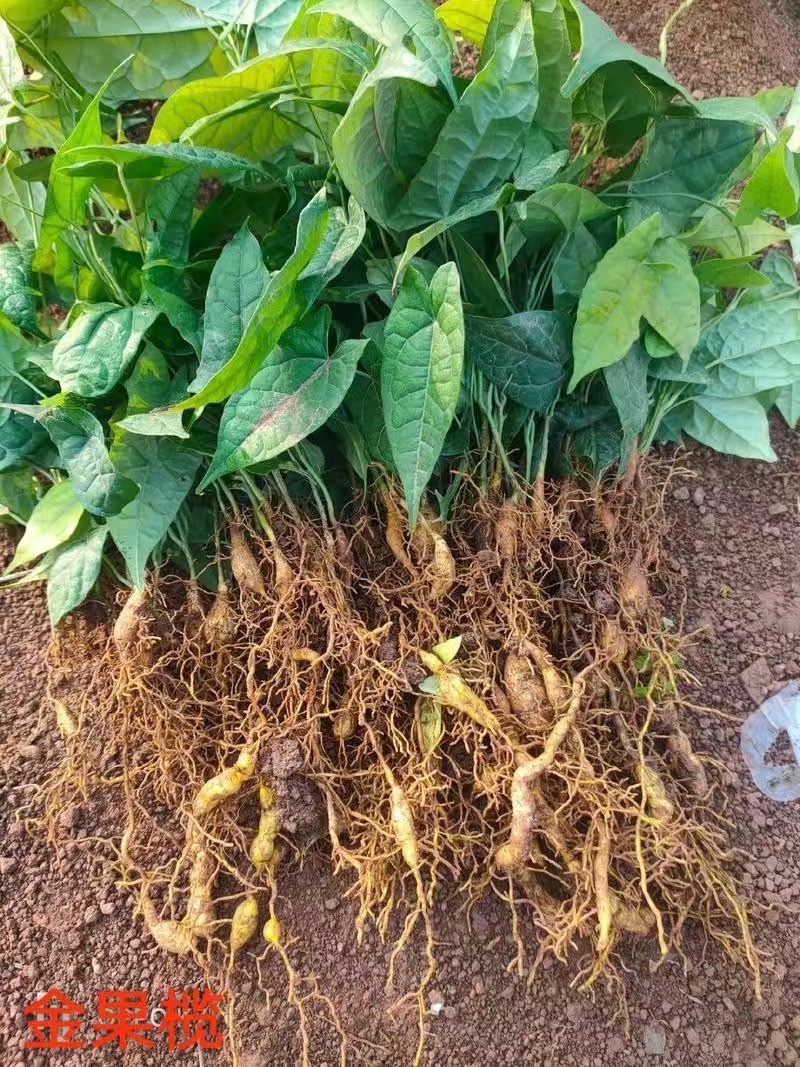 四川金果榄种苗苗圃直发根系发达货源充足欢迎致电