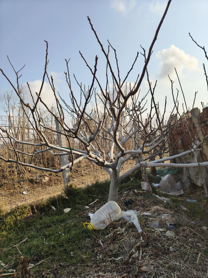 《杏树》山东基地直发成活率高提供技术指导对接全国