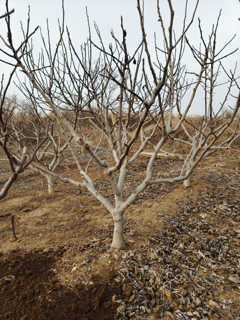 《杏树》山东基地直发成活率高提供技术指导对接全国