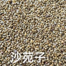 沙苑子陕西道地沙苑子水洗优质正品头茬无硫颗粒量大优惠