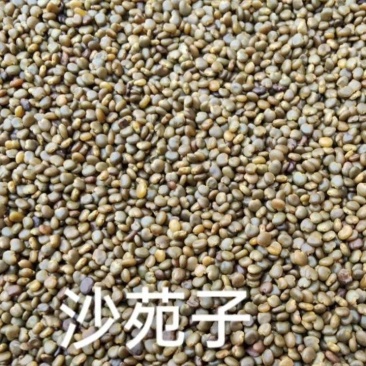 沙苑子陕西道地沙苑子水洗优质正品头茬无硫颗粒量大优惠