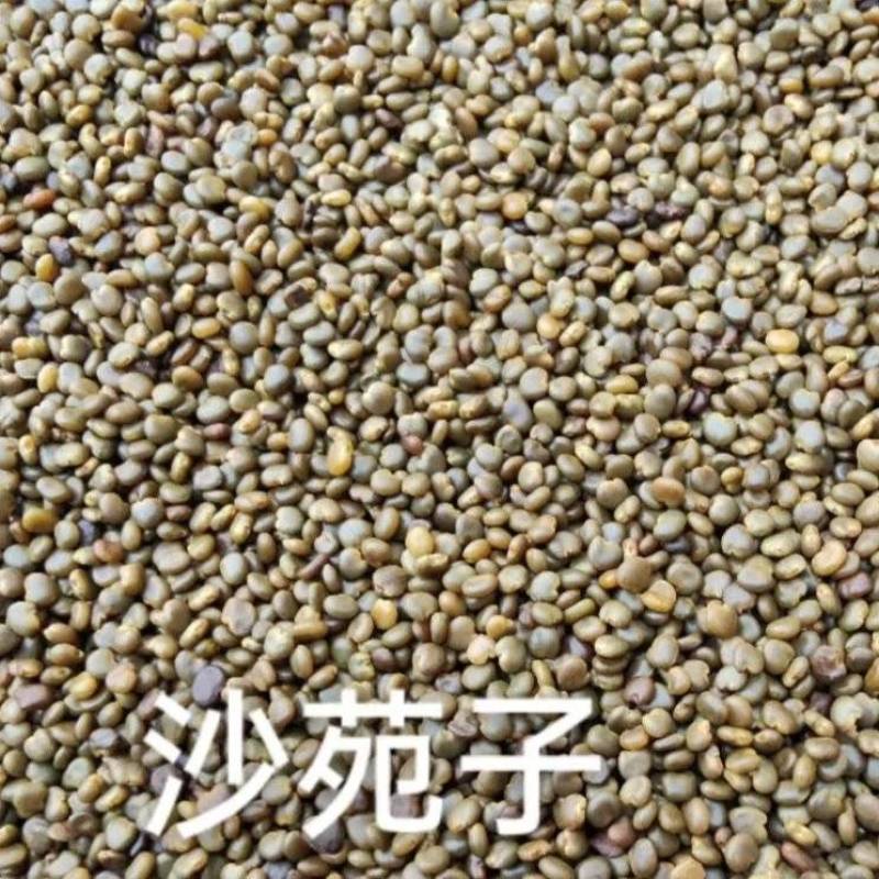 沙苑子陕西道地沙苑子水洗优质正品头茬无硫颗粒量大优惠