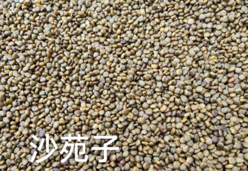 沙苑子陕西道地沙苑子水洗优质正品头茬无硫颗粒量大优惠