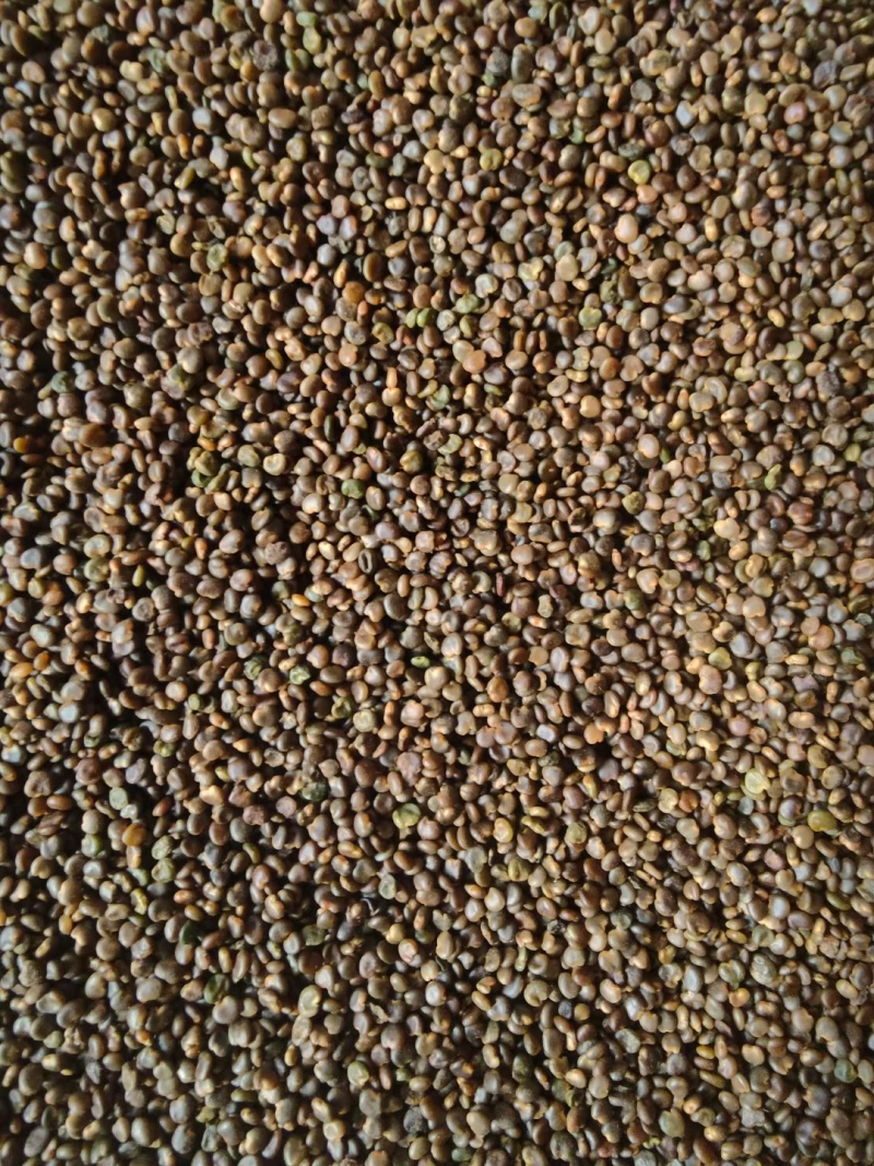 沙苑子陕西道地沙苑子水洗优质正品头茬无硫颗粒量大优惠