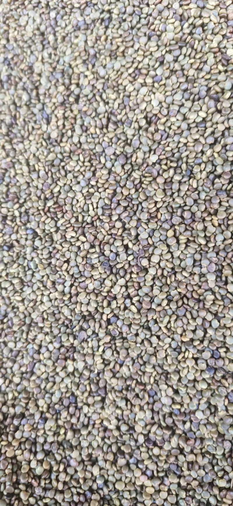 沙苑子陕西道地沙苑子水洗优质正品头茬无硫颗粒量大优惠