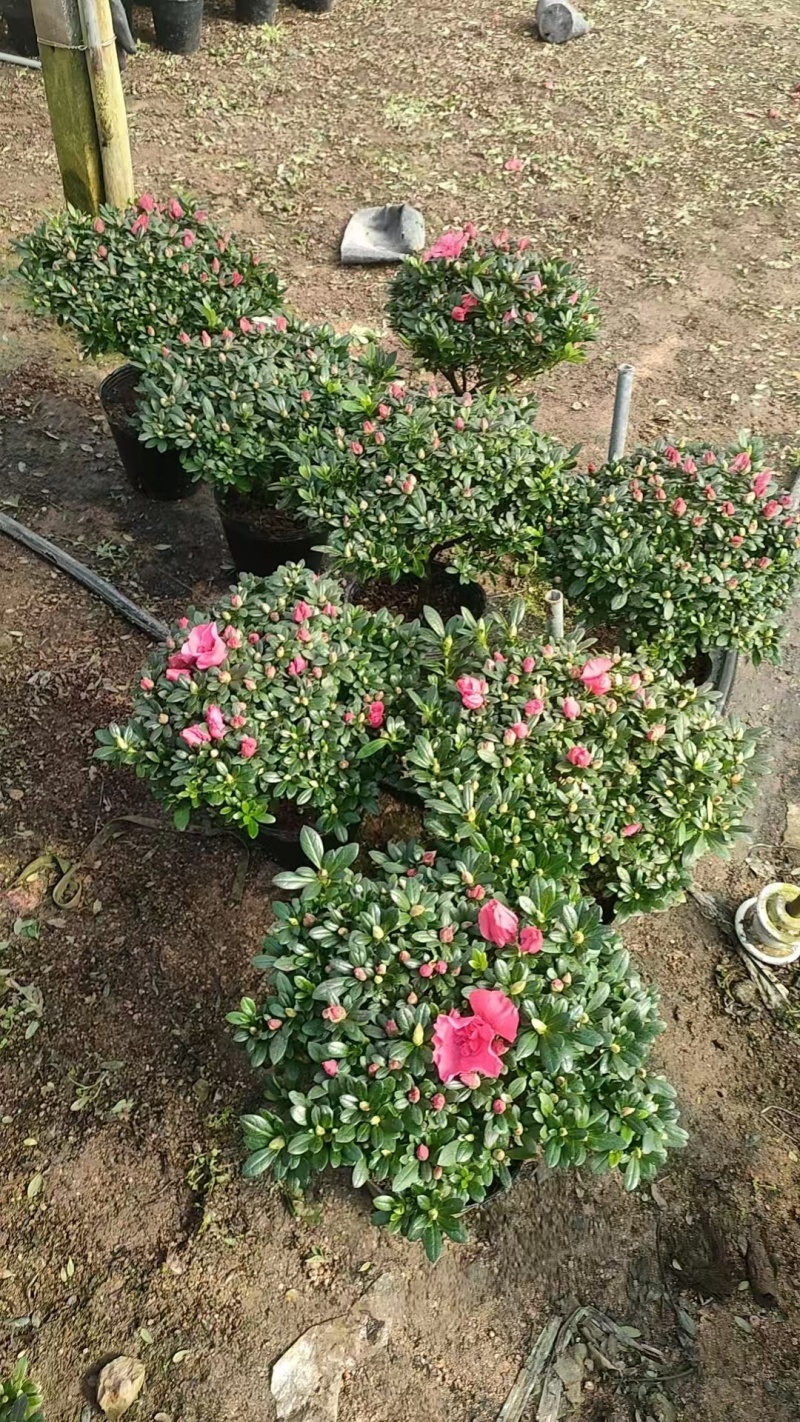 杨梅红杜鹃花规格齐全价格优惠基地直发
