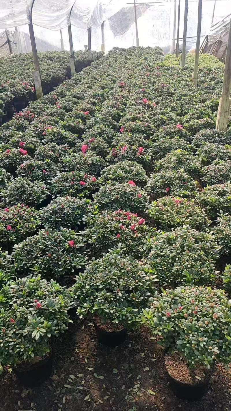 杨梅红杜鹃花规格齐全价格优惠基地直发