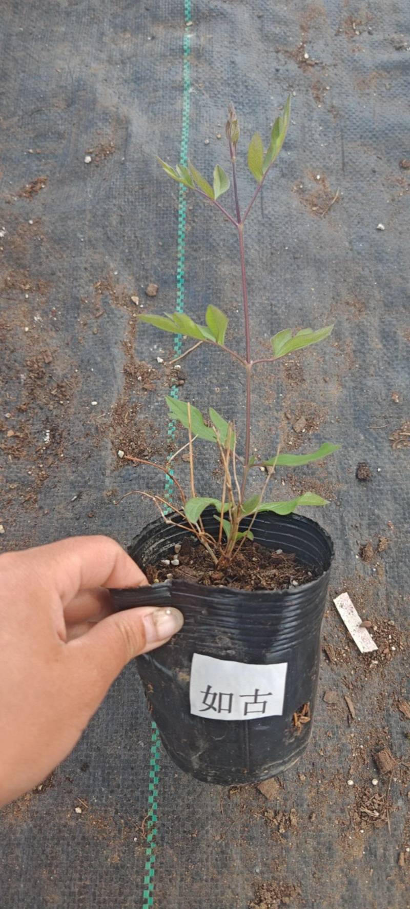 铁线莲如古三类铁皮实好养，适合新手攀爬能力强
