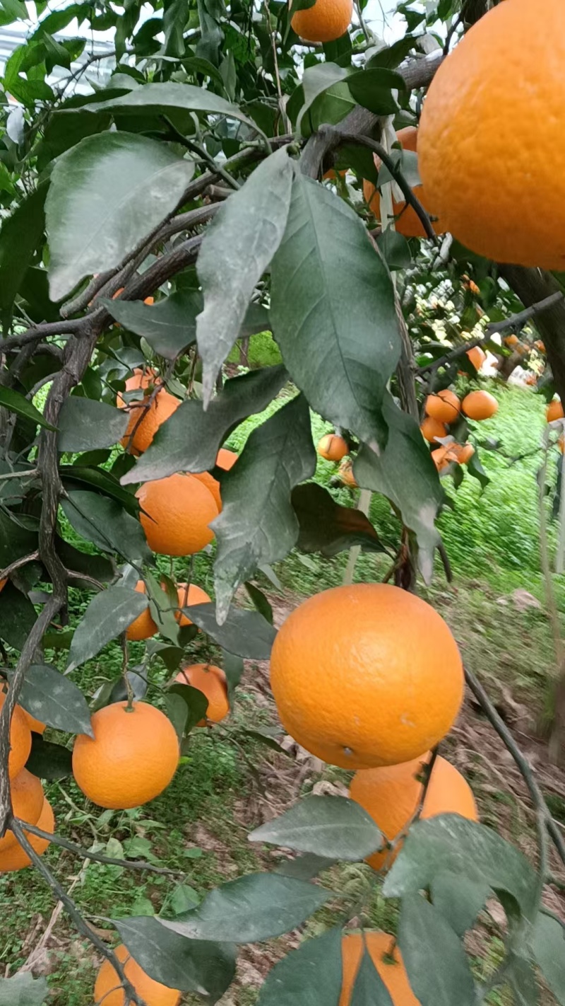 青见果冻橙大量上货，欢迎来电