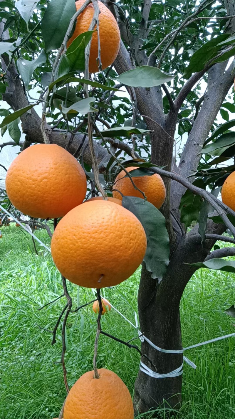 青见果冻橙大量上货，欢迎来电