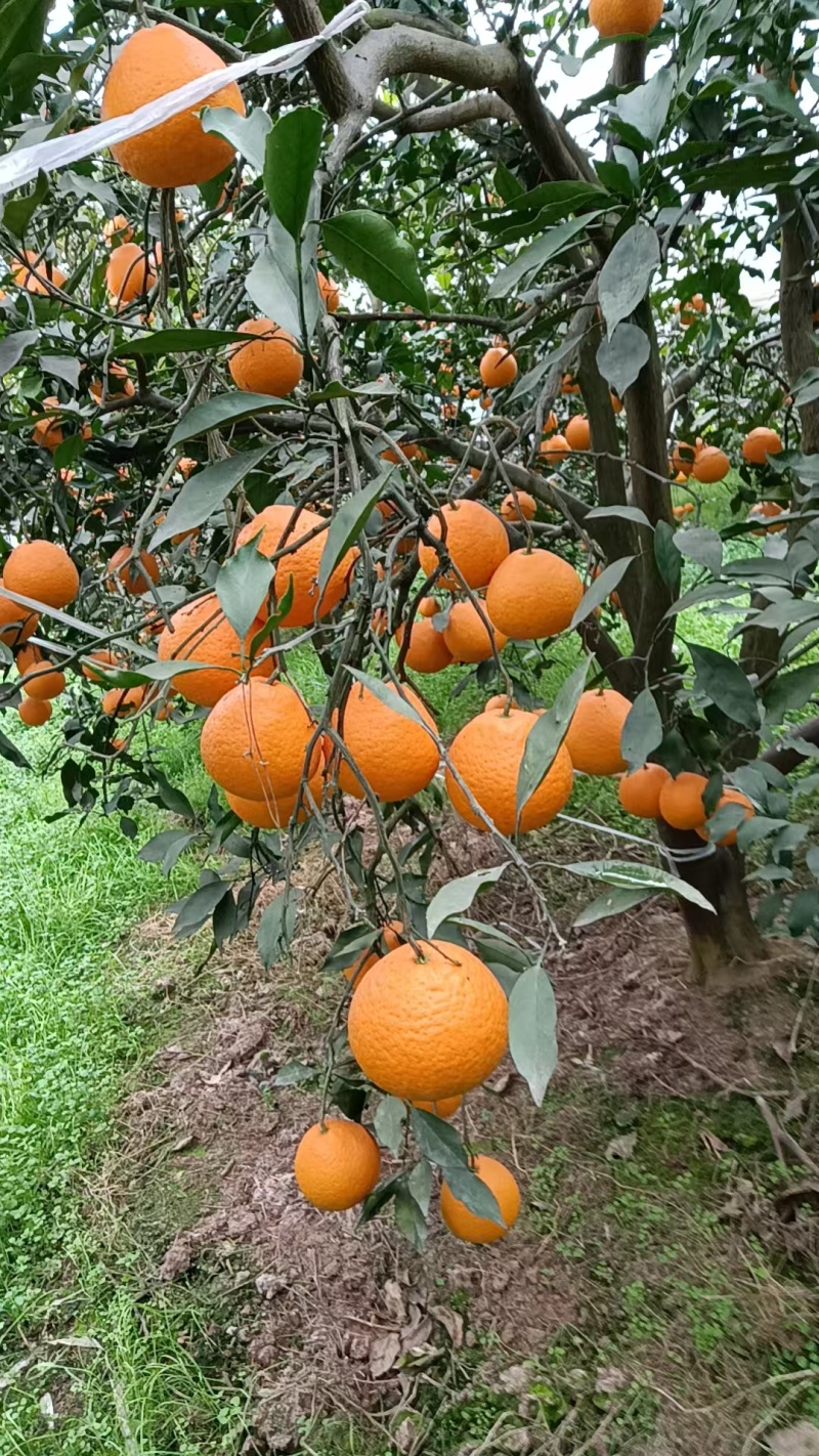 青见果冻橙大量上货，欢迎来电