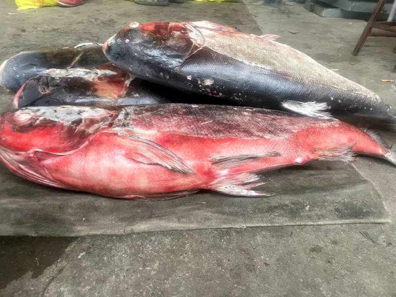 精品白链，捕捞新鲜速冻淡水，新鲜冰冻白链