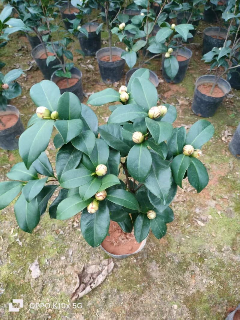 香妃茶花福建基地直发规格齐全价格优惠