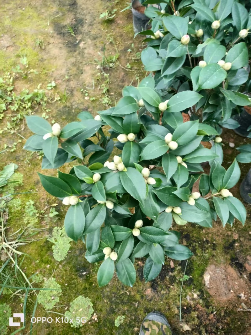 香妃茶花福建基地直发规格齐全价格优惠