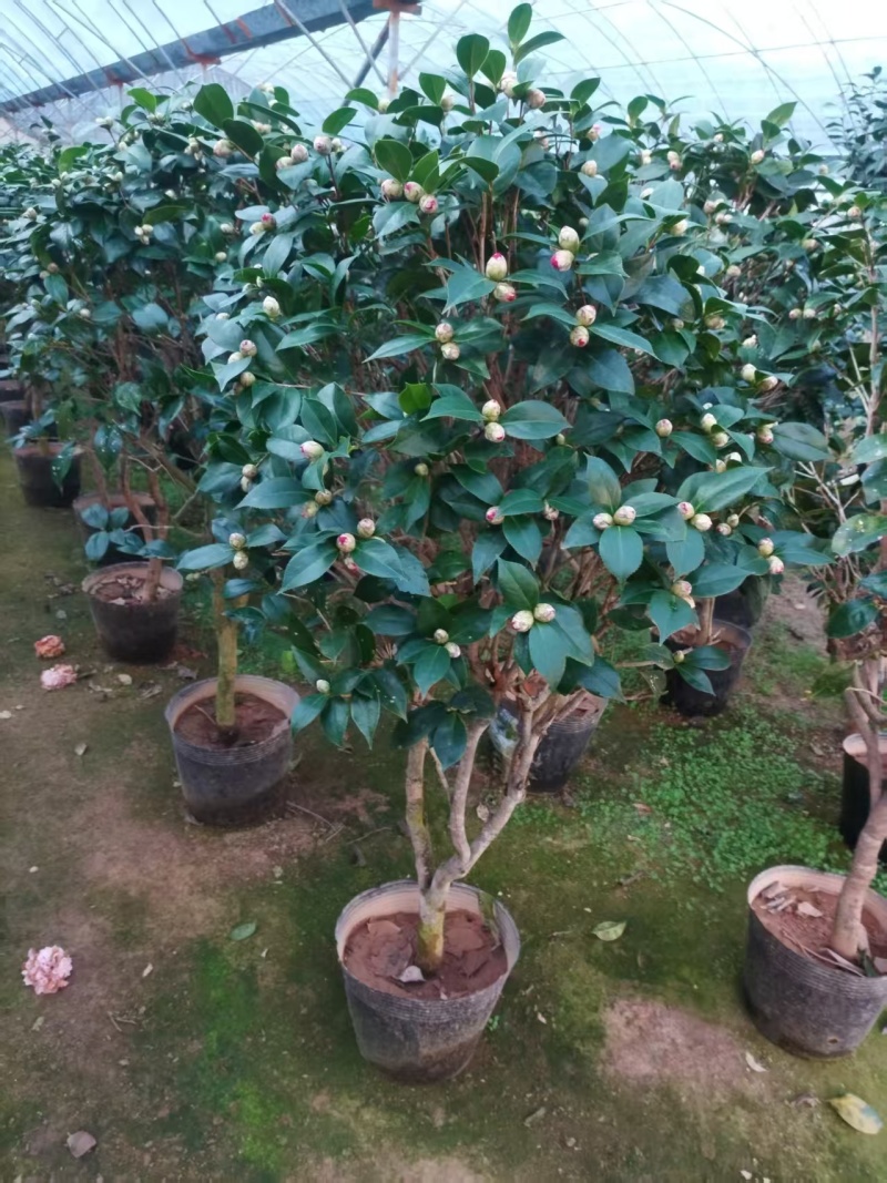 香妃茶花福建基地直发规格齐全价格优惠