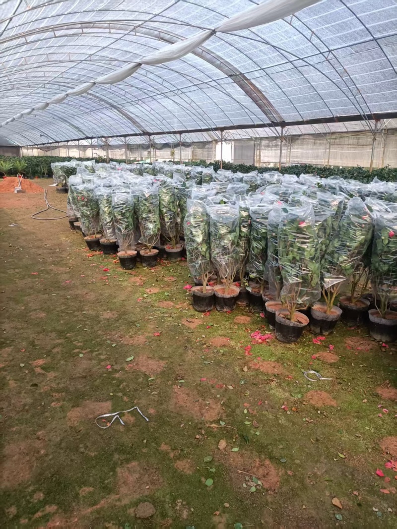 香妃茶花福建基地直发规格齐全价格优惠