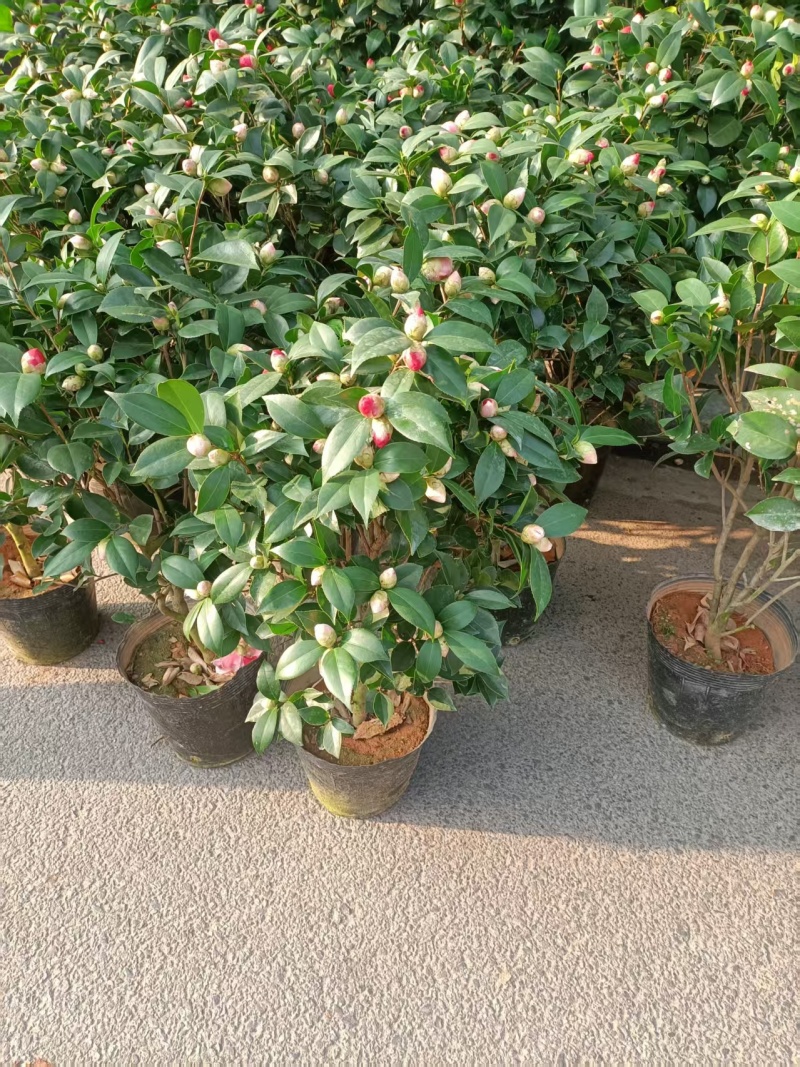 香妃茶花福建基地直发规格齐全价格优惠