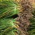 金娃娃萱草大量批发基地直发一手货源支持视频看货