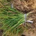 金娃娃萱草大量批发基地直发一手货源支持视频看货