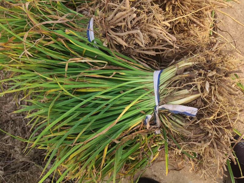 金娃娃萱草大量批发基地直发一手货源支持视频看货